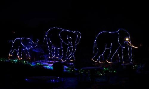 Three illuminated elephant figures made of blue and white lights, set against a dark night sky.