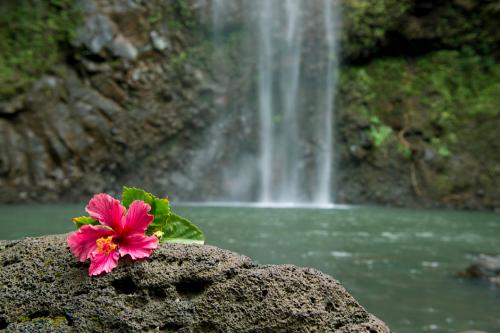 A vibrant pink hibiscus flower rests on a rock in front of a serene waterfall and lush greenery.