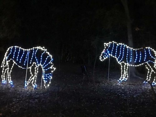 Two illuminated horse figures made of blue and white lights in a dark outdoor setting.