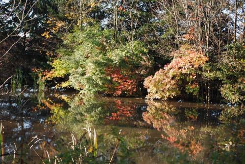 A serene pond surrounded by trees displaying autumn foliage, reflecting colors in the still water.