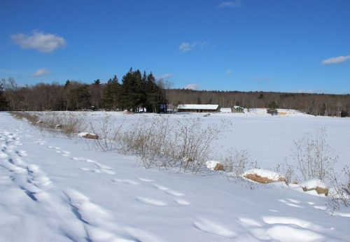 A snowy landscape with a field, scattered rocks, and a line of trees under a clear blue sky.