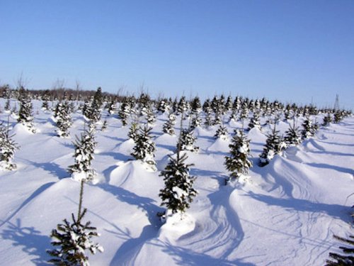 A snowy landscape filled with rows of evergreen trees, blanketed in fresh snow under a clear blue sky.