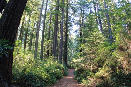 A serene forest path surrounded by tall redwood trees and lush greenery, inviting exploration and tranquility.