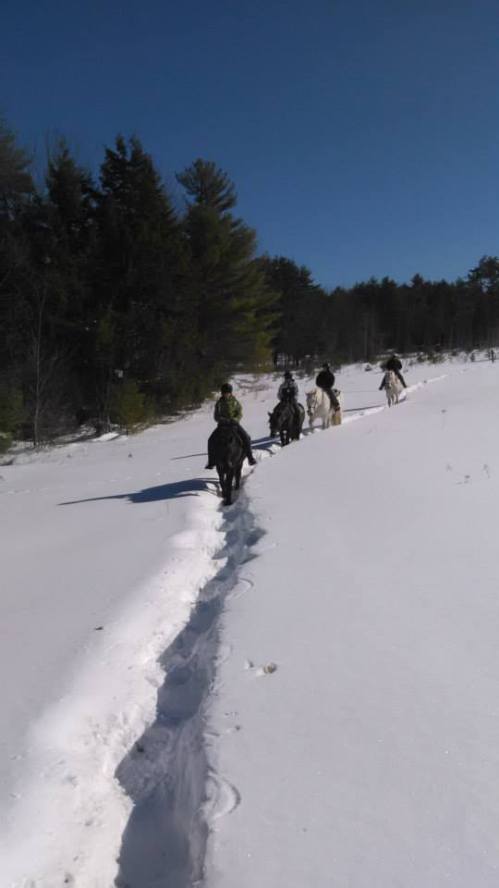 A group of horseback riders traverses a snowy trail through a forested area on a clear day.