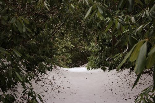 A snow-covered path surrounded by lush green foliage, creating a serene and tranquil atmosphere.