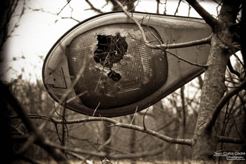 A broken streetlight hangs from a tree, surrounded by bare branches, creating a haunting, desolate atmosphere.