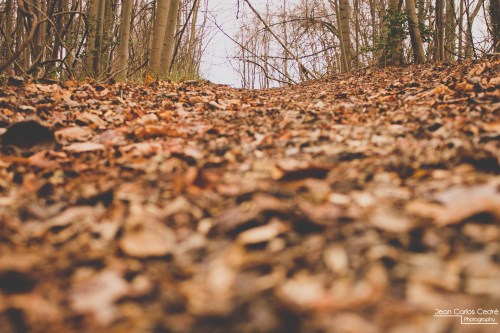 A forest path covered in fallen leaves, surrounded by bare trees and a cloudy sky.