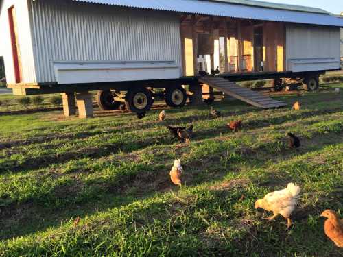 A mobile chicken coop on wheels with chickens foraging in the grassy area around it.