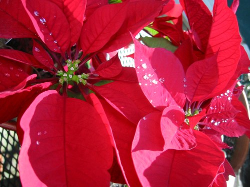 Close-up of vibrant red poinsettia leaves with droplets of water glistening on their surface.