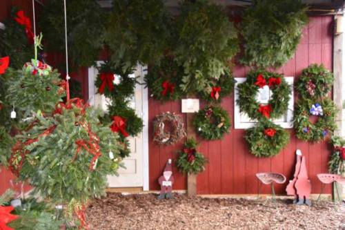 A festive display of holiday wreaths and decorations on a red wall, with bows and greenery.