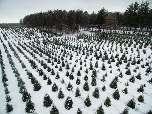 Aerial view of a snow-covered Christmas tree farm with rows of evergreen trees and a forest in the background.