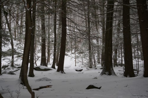A snowy forest scene with tall trees and a path partially visible in the distance, creating a serene winter atmosphere.