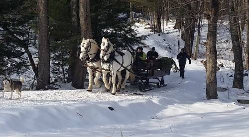 Two white horses pull a sled through snow-covered woods, while a person walks alongside and a dog runs nearby.