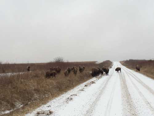 A herd of bison grazing near a snowy dirt road in a winter landscape.