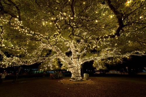 A large tree wrapped in twinkling white lights, creating a magical nighttime scene.