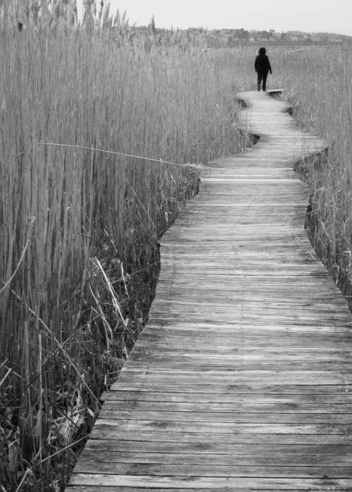 A person walks along a winding wooden boardwalk through tall grass in a black and white landscape.