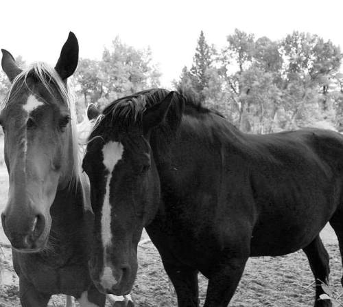 Two horses, one light-colored with a mane and the other dark, stand close together in a black and white setting.