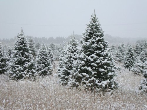 A snowy landscape featuring evergreen trees blanketed in fresh snow, with a soft gray sky in the background.