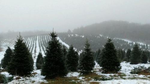 A misty landscape of evergreen trees on a snowy hillside, with rows of trees stretching into the distance.