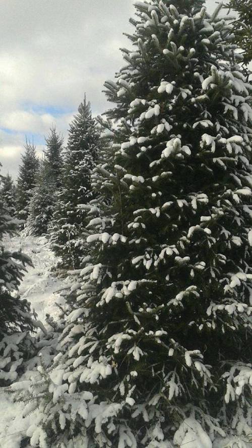 Snow-covered evergreen trees in a winter landscape under a cloudy sky.