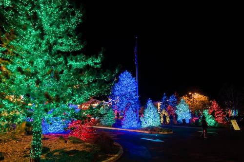 Colorful Christmas trees illuminated with vibrant blue, green, and red lights in a festive nighttime setting.