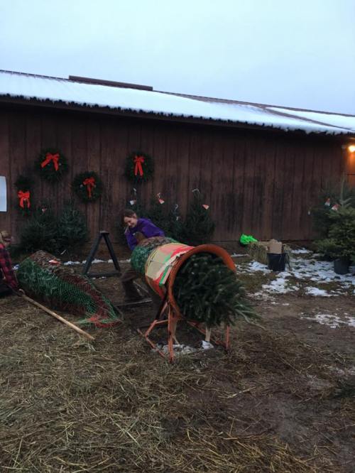 A child helps with Christmas tree preparation outside a barn, surrounded by wreaths and snow.