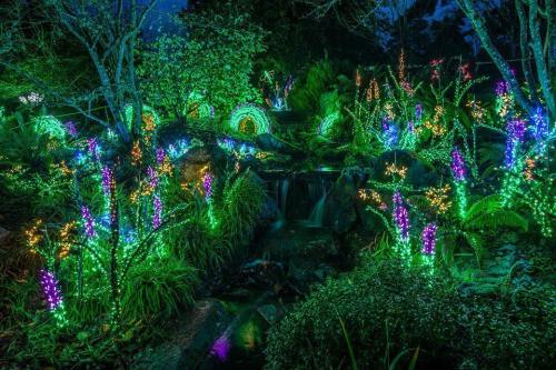 A vibrant garden illuminated with colorful lights, featuring trees, plants, and a small waterfall at night.