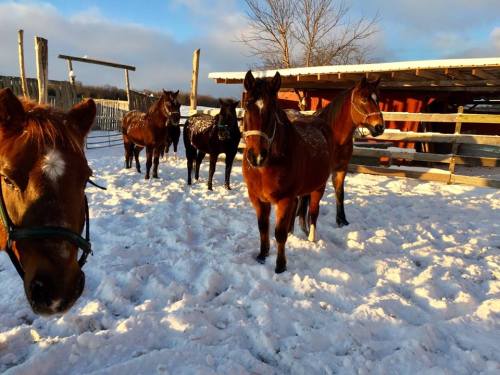 A group of horses standing in snow near a barn, with trees and a cloudy sky in the background.