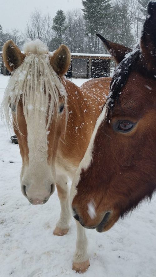 Two horses stand close together in a snowy landscape, with snowflakes gently falling on their coats.