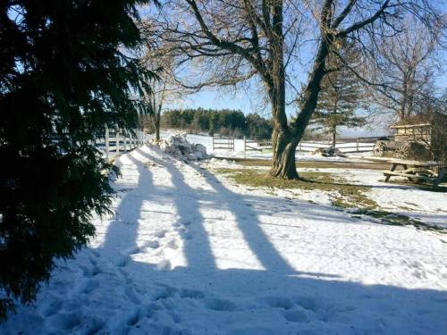 A snowy landscape with trees, a fence, and a picnic table under a clear blue sky. Shadows stretch across the ground.