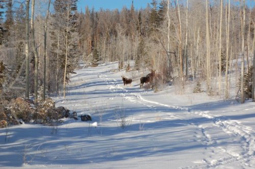 Two deer stand on a snowy path in a forest, surrounded by trees and a clear blue sky. Footprints are visible in the snow.