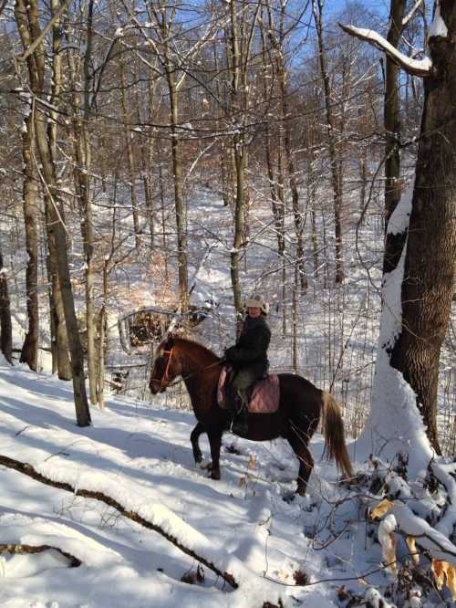 A person on a horse rides through a snowy forest, surrounded by bare trees and a clear blue sky.