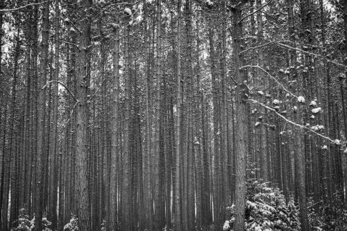 A dense forest of tall trees covered in snow, captured in black and white.