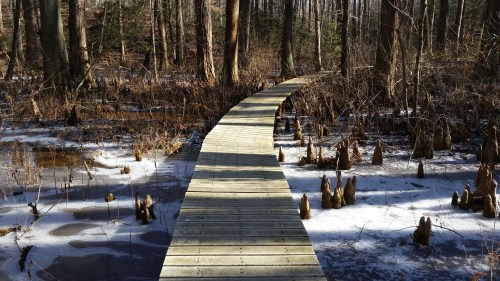 A wooden boardwalk winds through a winter forest, surrounded by trees and patches of snow.