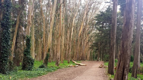 A serene forest path lined with tall eucalyptus trees and lush greenery on either side.