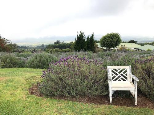 A white bench sits among blooming lavender fields, with a cloudy sky and distant hills in the background.