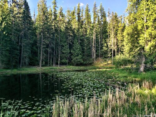 A serene forest scene with tall trees surrounding a calm pond covered in lily pads and lush green grass.