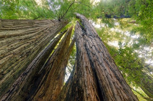 Looking up at towering redwood trees with textured bark and lush green foliage above.
