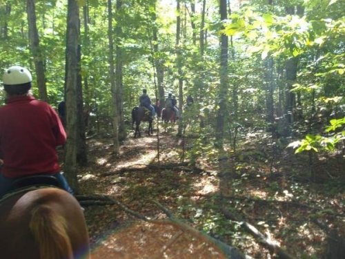 Two riders on horseback navigate a wooded trail, surrounded by green trees and dappled sunlight.