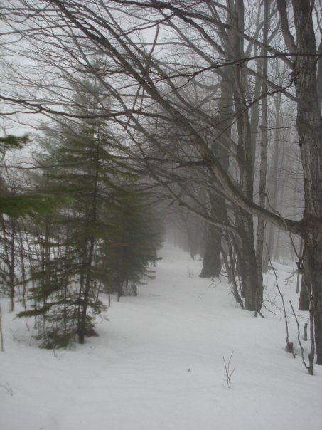 A snowy path winding through a foggy forest, with bare trees and evergreens lining the sides.