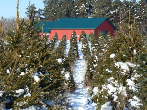 A snowy landscape with rows of evergreen trees leading to a red barn with a green roof in the background.