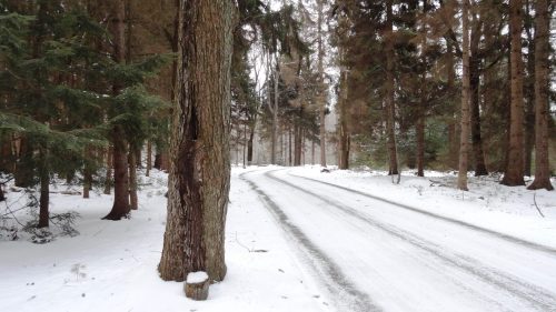 A snowy forest path winding through tall trees, with a tree trunk in the foreground and a serene winter atmosphere.