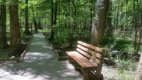 A wooden bench beside a path in a lush green forest, surrounded by trees and sunlight filtering through the leaves.