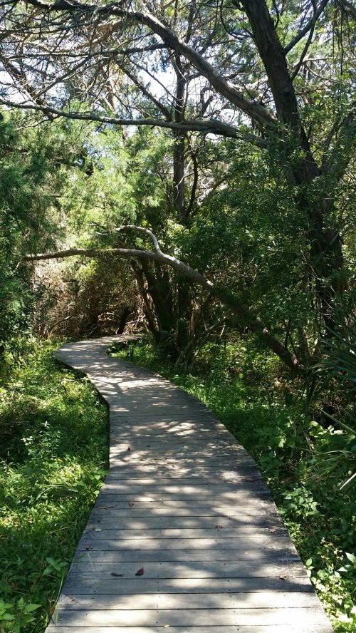 A wooden boardwalk winding through a lush, green forest with trees and foliage on either side.
