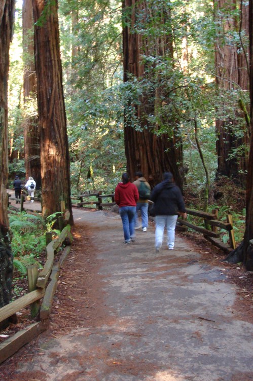 Three people walk along a path through a lush redwood forest, surrounded by tall trees and greenery.