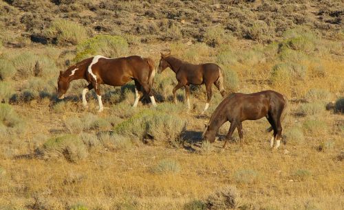 Three horses grazing in a dry, grassy landscape with sparse shrubs.