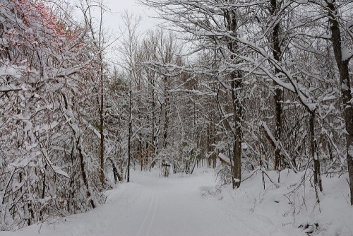 A snow-covered path winds through a forest of trees blanketed in white snow, creating a serene winter scene.