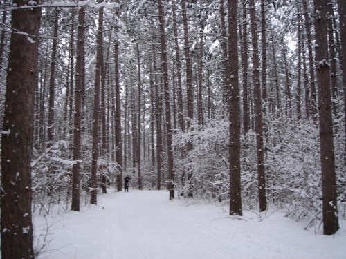 A snowy forest path lined with tall trees, creating a serene winter landscape.