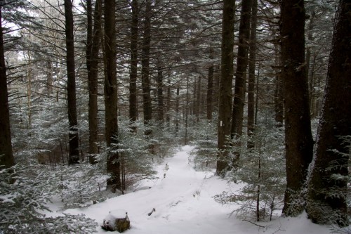 A snowy forest path surrounded by tall trees and frosted greenery, creating a serene winter landscape.