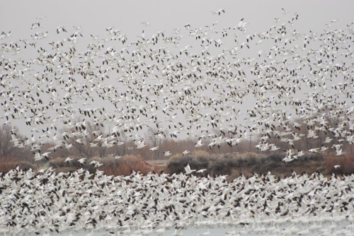A large flock of white birds takes flight against a gray sky, creating a dynamic, swirling pattern in the air.